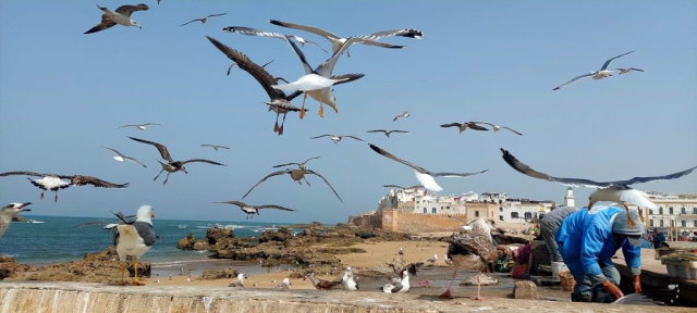 maroc-ziua-7-cristi-minculescu (25)