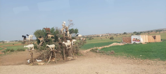 maroc-ziua-7-cristi-minculescu (29)