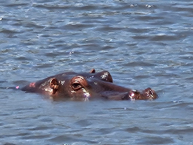 kilimanjaro-cristi-minculescu6