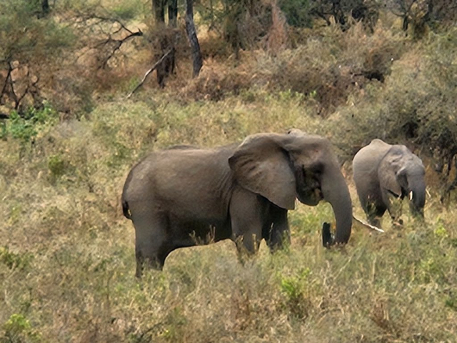 kilimanjaro-cristi-minculescu7