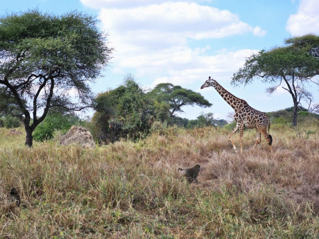 safari-cristi-minculesc3