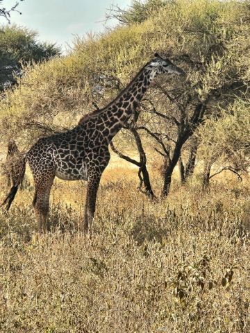 safari-cristi-minculesc4