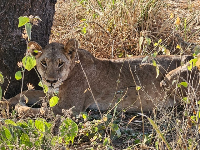 safari-cristi-minculesc5