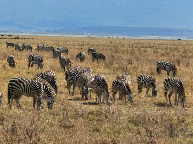 safari-cristi-minculesc6