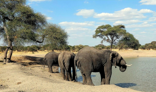 safari-cristi-minculesc8