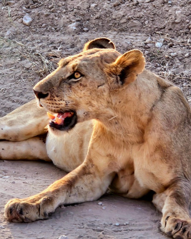 cristi-minculescu-kilimanjaro4